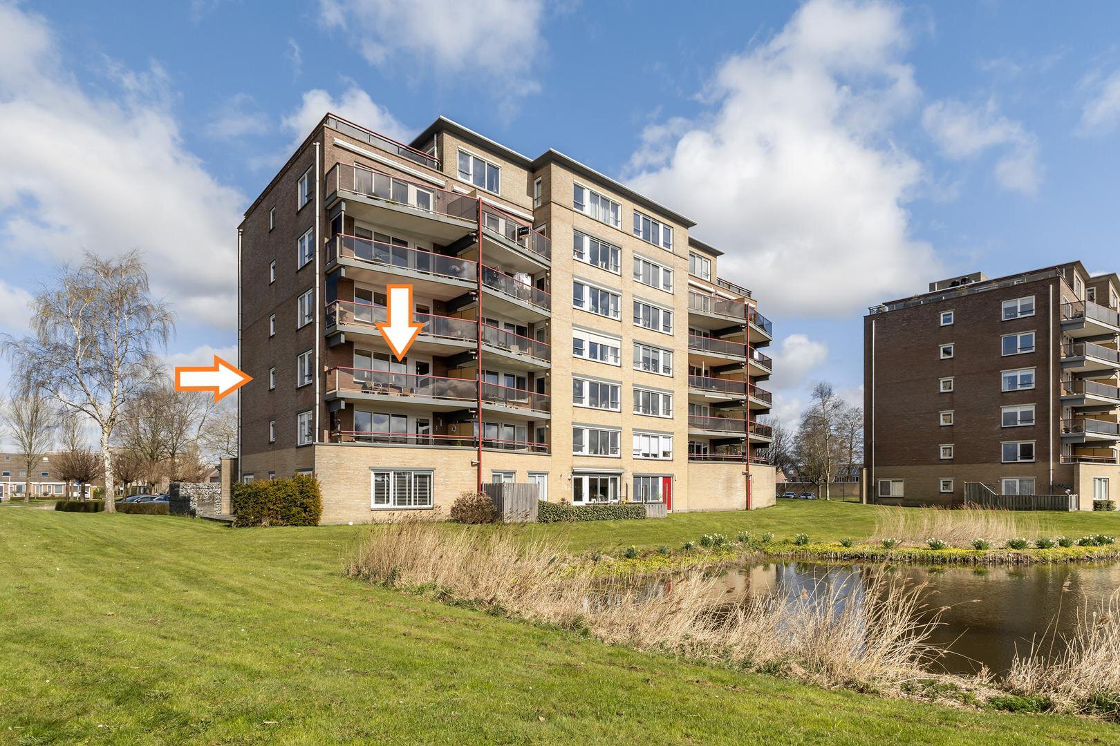 Smeetsmastins 14 LEEUWARDEN foto-1