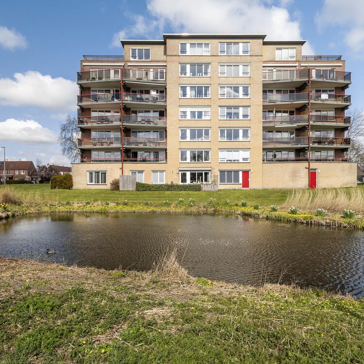 Smeetsmastins 14 LEEUWARDEN foto-2