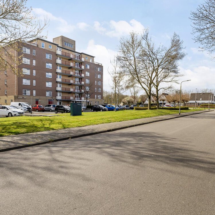 Smeetsmastins 14 LEEUWARDEN foto-5